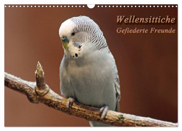 Wellensittiche - Gefiederte Freunde (Wandkalender 2026 DIN A3 quer), CALVENDO Monatskalender