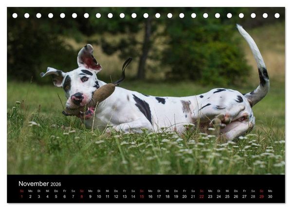 Produktbild: Deutsche Dogge 2026 (Tischkalender 2026 DIN A5 quer), CALVENDO Monatskalender