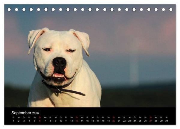 Produktbild: American Bulldog - stolz, loyal, einzigartig (Tischkalender 2026 DIN A5 quer), CALVENDO Monatskalender