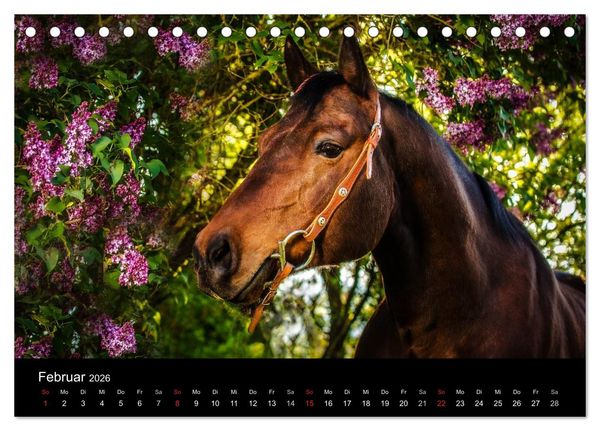 Produktbild: Pferde Tr&auml;ume (Tischkalender 2026 DIN A5 quer), CALVENDO Monatskalender