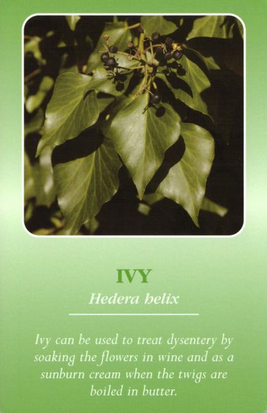 Produktbild: Herbal Recognition Cards GB