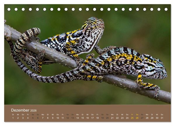 Produktbild: Madagaskars wundersame Tierwelt (Tischkalender 2026 DIN A5 quer), CALVENDO Monatskalender