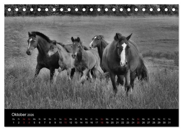 Produktbild: Pferde 2026 Wild Thing (Tischkalender 2026 DIN A5 quer), CALVENDO Monatskalender