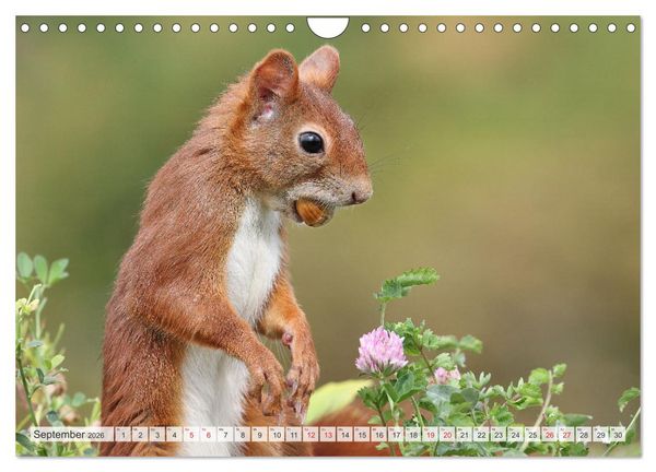 Produktbild: Besondere Augenblicke mit Eichh&ouml;rnchen (Wandkalender 2026 DIN A4 quer), CALVENDO Monatskalender