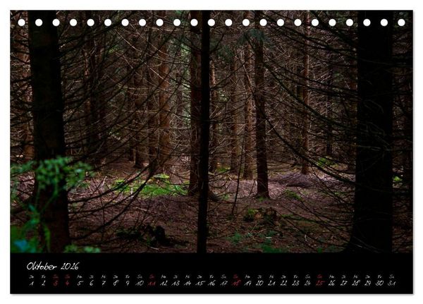 Produktbild: Wald (Tischkalender 2026 DIN A5 quer), CALVENDO Monatskalender