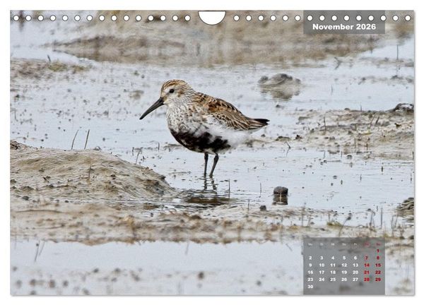 Produktbild: Naturparadies Nordstrand und Beltringharder Koog (Wandkalender 2026 DIN A4 quer), CALVENDO Monatskalender