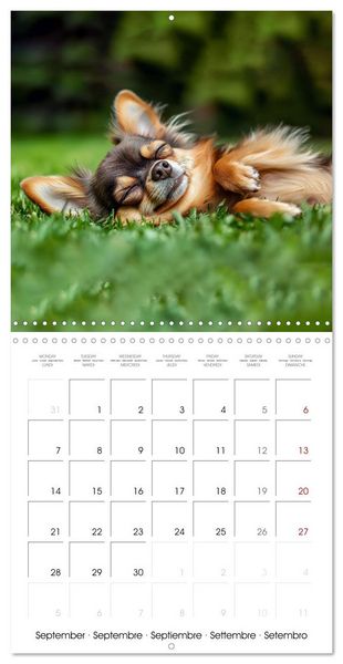 Produktbild: Cute Chihuahua (Wall Calendar 2026 12 &times; 12 Inch) CALVENDO 12 Month Wall Calendar