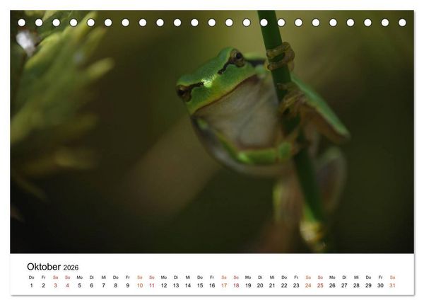 Produktbild: Besucher im Garten - Laubfr&ouml;sche (Tischkalender 2026 DIN A5 quer), CALVENDO Monatskalender