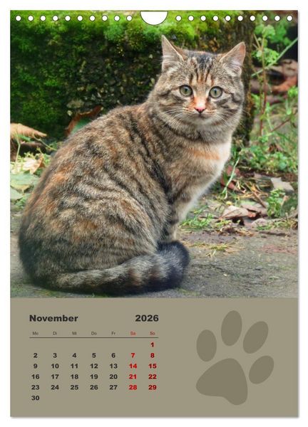 Produktbild: Wilde T&auml;tzchen, kleine wilde Katzen entdecken die Welt (Wandkalender 2026 DIN A4 hoch), CALVENDO Monatskalender