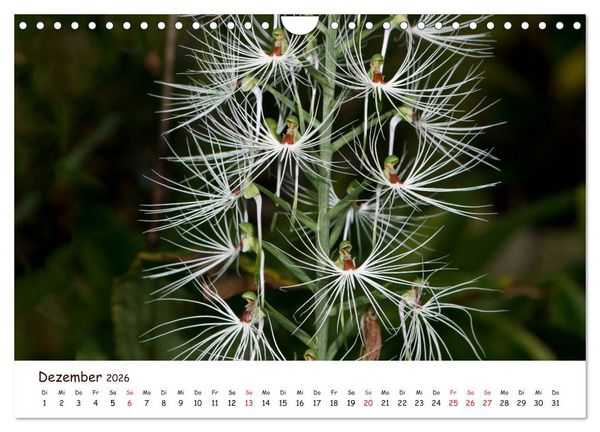 Produktbild: Orchideenzauber (Wandkalender 2026 DIN A4 quer), CALVENDO Monatskalender