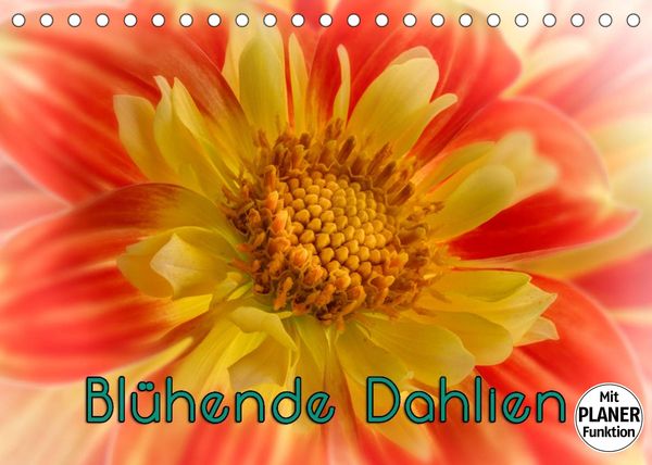 Produktbild: Bl&uuml;hende Dahlien (Tischkalender 2022 DIN A5 quer)