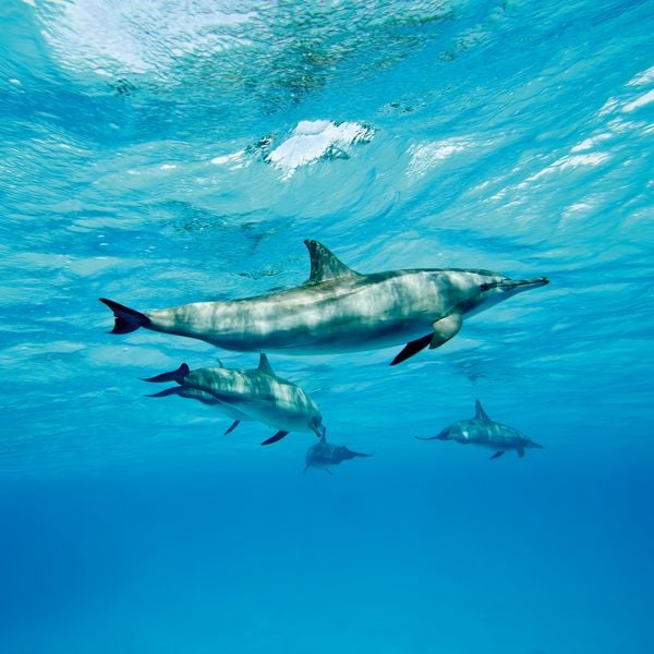 Produktbild: Delfine / Dolphins 2027