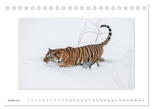 Produktbild: Emotionale Momente: Tiger - Kraft & Sch&ouml;nheit. / CH-Version (Tischkalender 2026 DIN A5 quer), CALVENDO Monatskalender