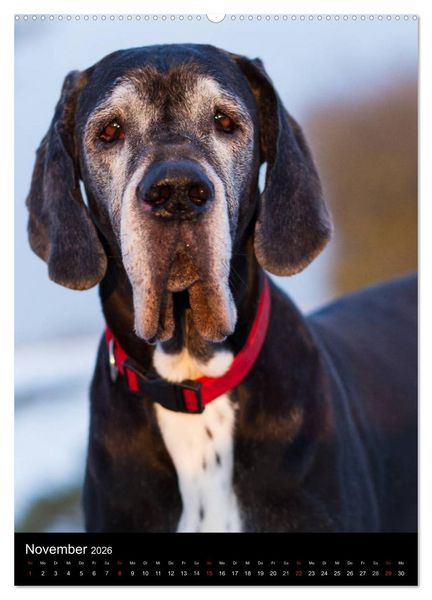 Produktbild: Faszination Deutsche Dogge (Wandkalender 2026 DIN A2 hoch), CALVENDO Monatskalender