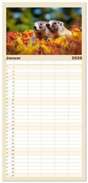 Produktbild: Familienplaner 2026 - Alpenpl&uuml;sch - Mit Murmeltieren durchs Jahr mit 5 Spalten (Wandkalender, 21 x 45 cm) CALVENDO