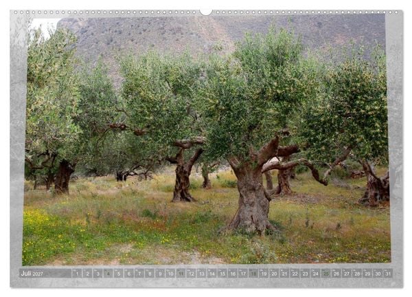 Produktbild: ALTE OLIVENB&Auml;UME Zeugen der Antike (Wandkalender 2027 DIN A2 quer), CALVENDO Monatskalender