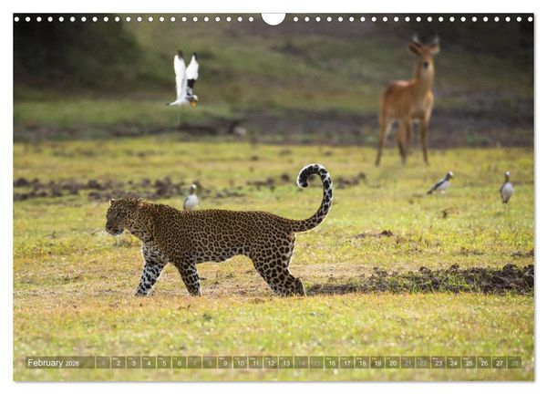 Produktbild: Zambia (Wall Calendar 2026 DIN A3 landscape), CALVENDO 12 Month Wall Calendar