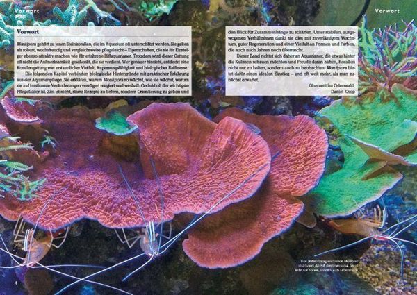 Produktbild: Montipora-Steinkorallen im Meerwasseraquarium