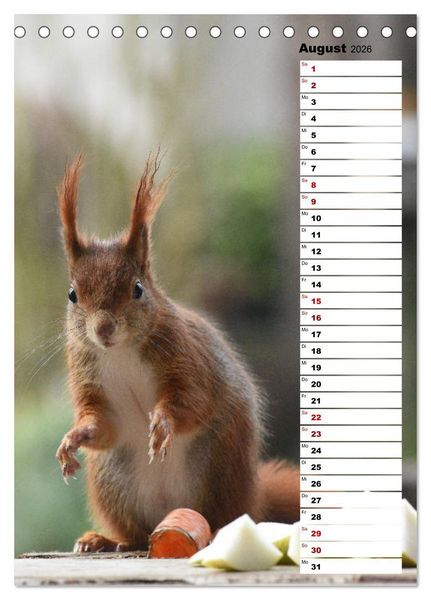 Produktbild: Eichh&ouml;rnchen - kleine Tiere, gro&szlig;e Liebe (Tischkalender 2026 DIN A5 hoch), CALVENDO Monatskalender