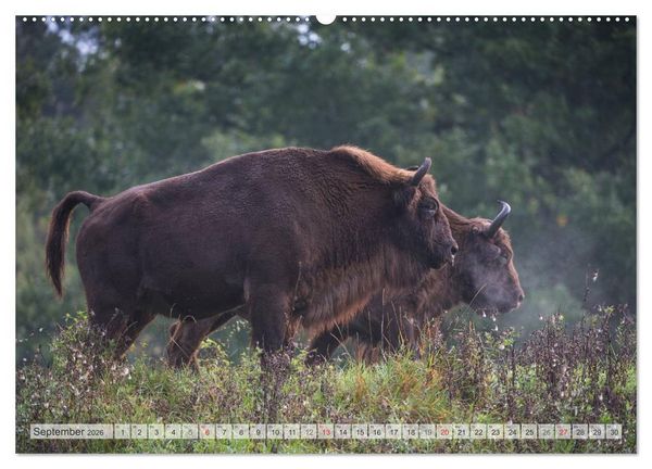 Produktbild: Emotionale Momente: Der Wisent. (hochwertiger Premium Wandkalender 2026 DIN A2 quer), Kunstdruck in Hochglanz