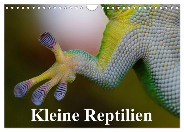 Produktbild: Kleine Reptilien (Wandkalender 2026 DIN A4 quer), CALVENDO Monatskalender