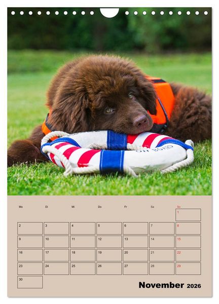 Produktbild: Familienplaner Neufundl&auml;nder Welpen (Wandkalender 2026 DIN A4 hoch), CALVENDO Monatskalender