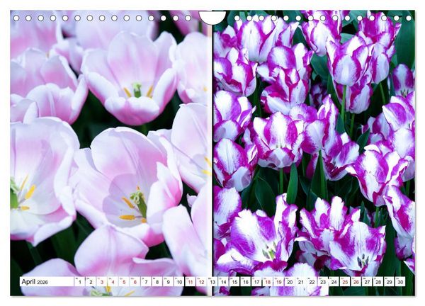 Produktbild: Tulpen - kunterbunte Collagen (Wandkalender 2026 DIN A4 quer), CALVENDO Monatskalender