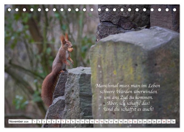 Produktbild: Tipps von Eichh&ouml;rnchen an Eichh&ouml;rnchenliebhaber (Tischkalender 2026 DIN A5 quer), CALVENDO Monatskalender