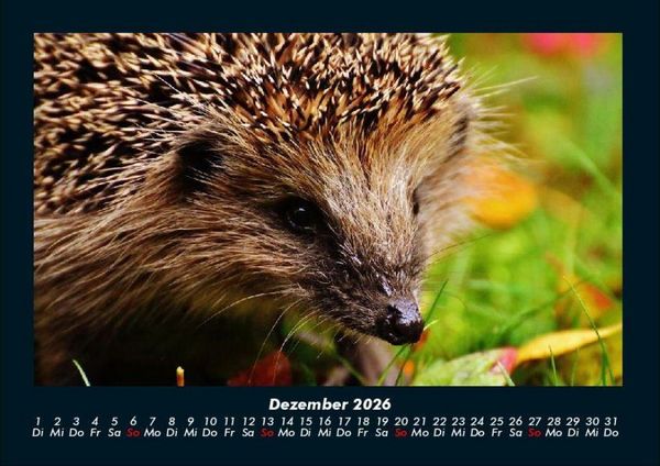 Produktbild: Tierkalender 2026 Fotokalender DIN A4