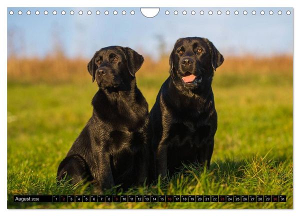 Produktbild: Labrador Retriever - ein Herz auf 4 Pfoten (Wandkalender 2026 DIN A4 quer), CALVENDO Monatskalender
