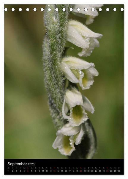 Produktbild: Wildwachsende Orchideen in Deutschland (Tischkalender 2026 DIN A5 hoch), CALVENDO Monatskalender