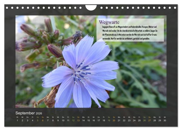 Produktbild: Outdoor-Survival-Kalender (Wandkalender 2026 DIN A4 quer), CALVENDO Monatskalender