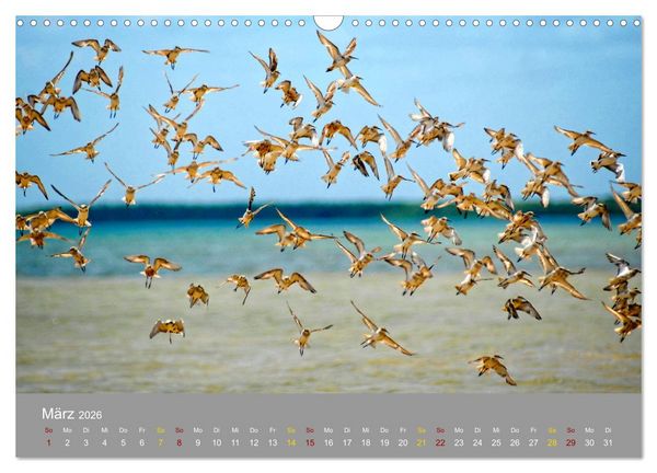 Produktbild: Lamu - Geheimtipp in Kenia (Wandkalender 2026 DIN A3 quer), CALVENDO Monatskalender