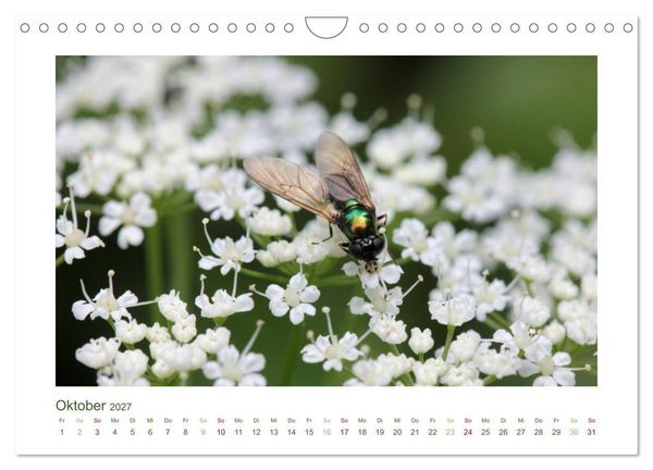Produktbild: Heimische Insekten 2027 (Wandkalender 2027 DIN A4 quer), CALVENDO Monatskalender
