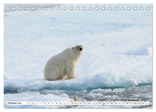 Produktbild: Eisb&auml;ren - K&ouml;nige der Arktis (Tischkalender 2026 DIN A5 quer), CALVENDO Monatskalender