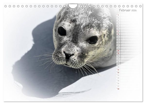 Produktbild: Ein Sommer auf Texel (Wandkalender 2026 DIN A4 quer), CALVENDO Monatskalender