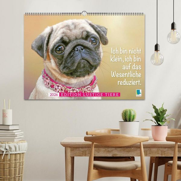Produktbild: Der Mops: Nicht klein, sondern aufs Wesentliche reduziert. (Wandkalender 2026 DIN A2 quer), CALVENDO Monatskalender