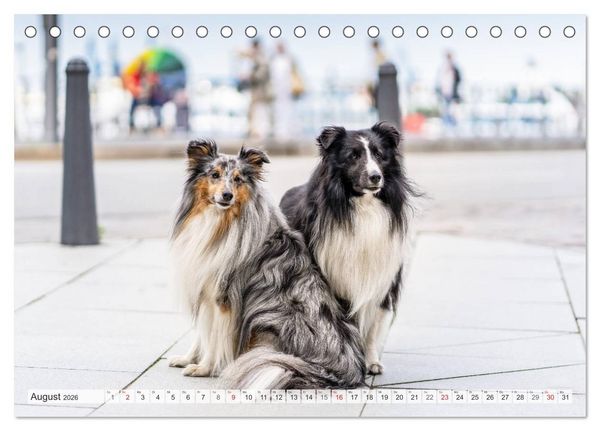 Produktbild: Hamburger Hafencity - Unterwegs mit den Shelties Finn und Louis (Tischkalender 2026 DIN A5 quer), CALVENDO Monatskalender