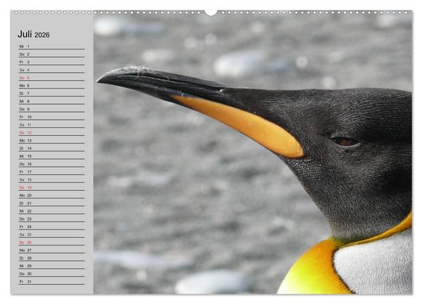 Produktbild: Pinguine - Watscheln im festlichen Kleid (hochwertiger Premium Wandkalender 2026 DIN A2 quer), Kunstdruck in Hochglanz