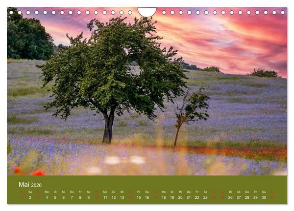 Produktbild: Mohnblumen Romantik (Wandkalender 2026 DIN A4 quer), CALVENDO Monatskalender