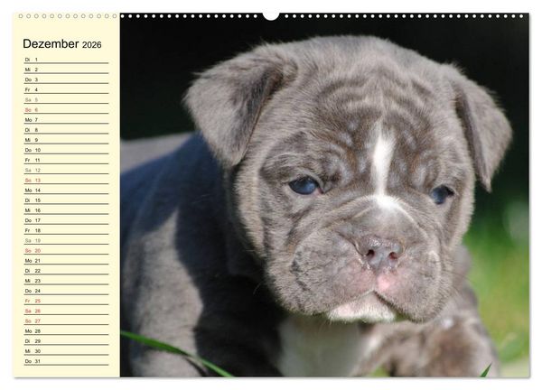Produktbild: Bulldoggen-Moppelchen (Wandkalender 2026 DIN A2 quer), CALVENDO Monatskalender
