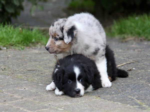 Produktbild: Spielende Australian Shepherds Welpen (Puzzle)