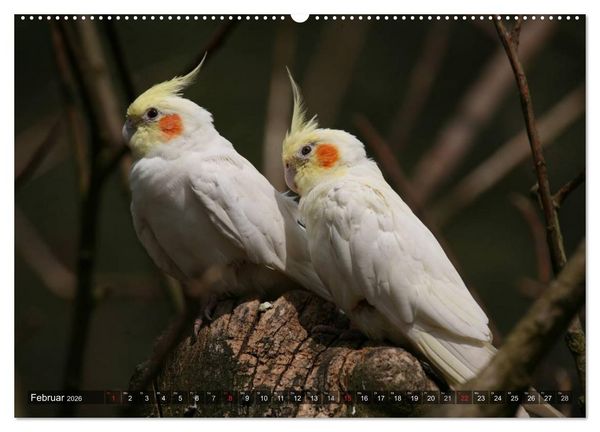 Produktbild: Nymphensittiche (hochwertiger Premium Wandkalender 2026 DIN A2 quer), Kunstdruck in Hochglanz