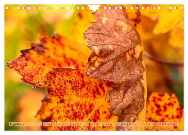 Produktbild: Farbenpr&auml;chtige Weinberge (Wandkalender 2026 DIN A4 quer), CALVENDO Monatskalender