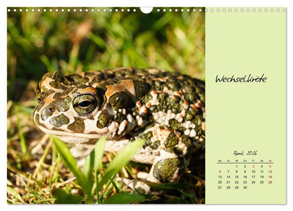 Produktbild: Heimische und exotische Amphibien (Wandkalender 2026 DIN A3 quer), CALVENDO Monatskalender