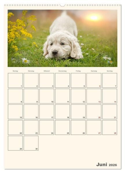 Produktbild: Zauberhafte Golden Retriever (Wandkalender 2026 DIN A2 hoch), CALVENDO Monatskalender