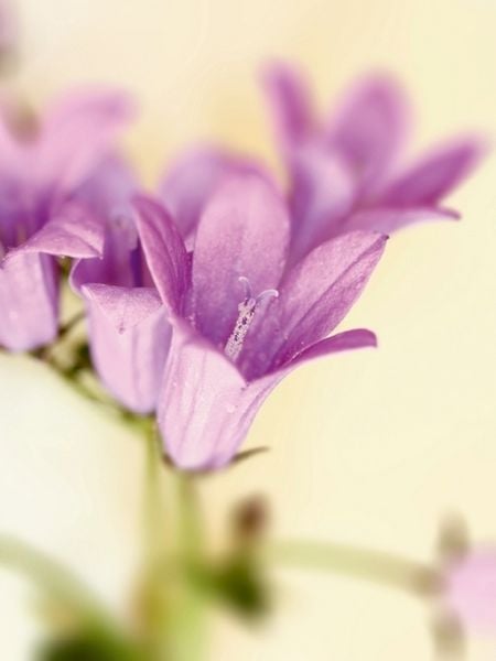 Produktbild: CALVENDO Puzzle campanula bl&uuml;ten | 1000 Teile Lege-Gr&ouml;&szlig;e 64x48cm Foto-Puzzle f&uuml;r gl&uuml;ckliche Stunden