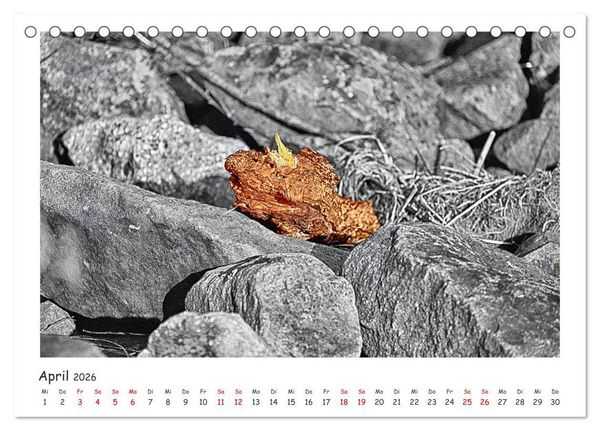 Produktbild: Gestrandet -Treibgut- (Tischkalender 2026 DIN A5 quer), CALVENDO Monatskalender