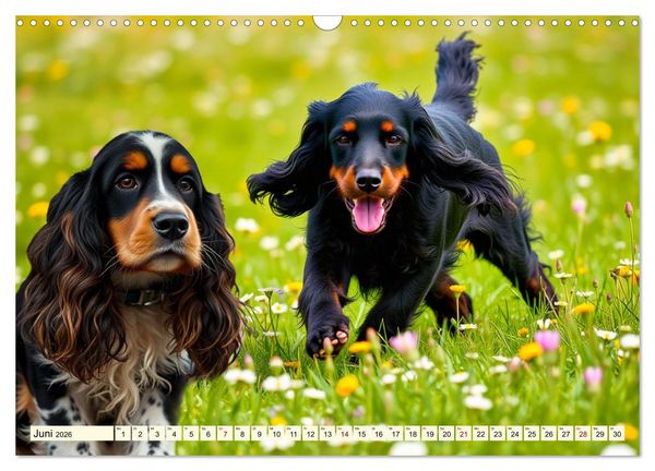 Produktbild: American Cocker Spaniel (Wandkalender 2026 DIN A3 quer), CALVENDO Monatskalender