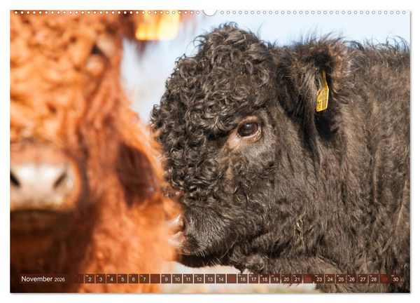 Produktbild: Sch&ouml;ne Schotten - Galloway im Portr&auml;t (Wandkalender 2026 DIN A2 quer), CALVENDO Monatskalender